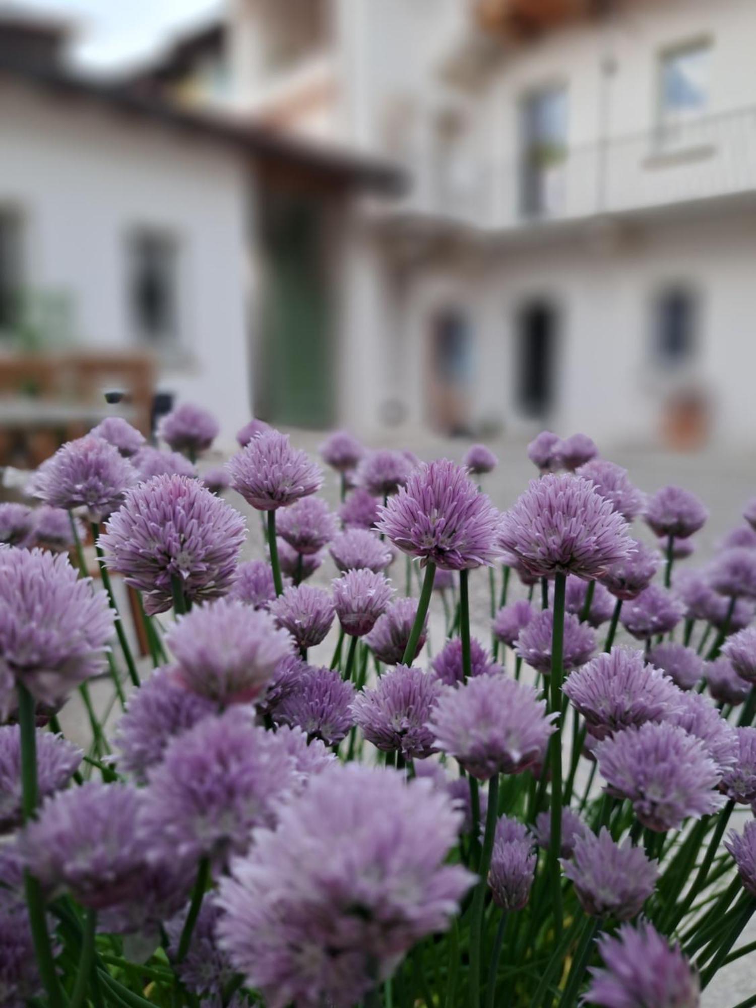 B&B Il Cortile Soriso Ngoại thất bức ảnh